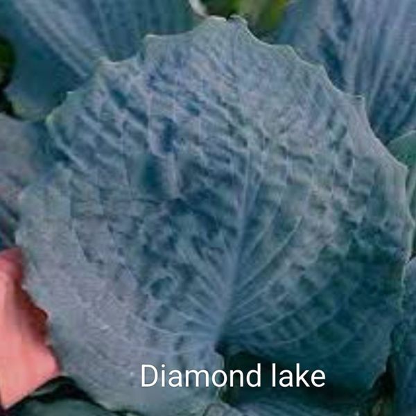 Хоста Diamond Lake 00281 фото