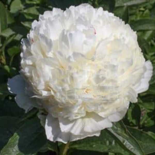 Півонія Festiva Pixio/ Фестіва Піксіо 000129 фото