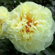 Півонія Lemon Chiffon/ Лемон Шифон 00081 фото 1