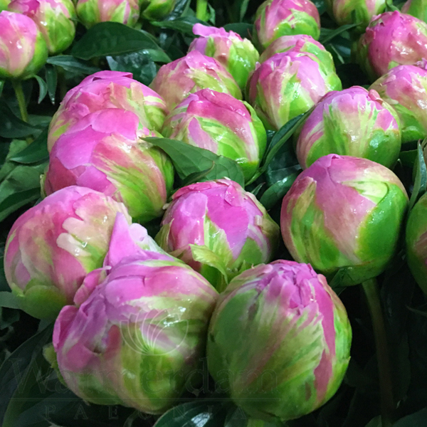 Півонія рожева Jacorma/ Джакорма 00086 фото