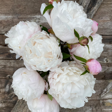 Півонія біла Gardenia / Гарденія 00087 фото