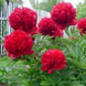 Півонія червона Red Charm / Ред Шарм 00091 фото 3