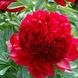 Півонія червона Red Charm / Ред Шарм 00091 фото 4
