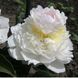 Півонія Blush Queen/Блаш Квін 000244 фото 2