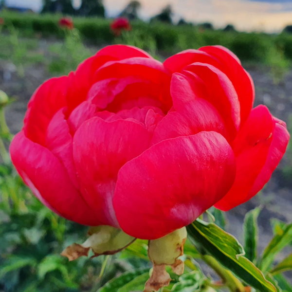 Півонія Coral Magic/ Корал Маджік 000144 фото