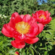 Півонія Coral Magic/ Корал Маджік 000144 фото 4