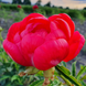 Півонія Coral Magic/ Корал Маджік 000144 фото 3