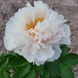 Півонія Blushing Princess/ Блашинг Прінцес 00015 фото 2