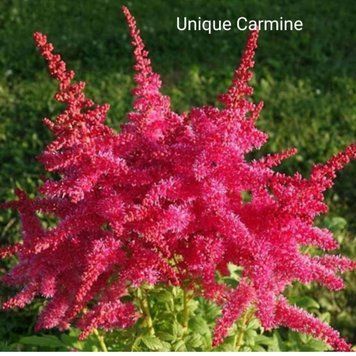 Астільба Unique Carmine 00272 фото