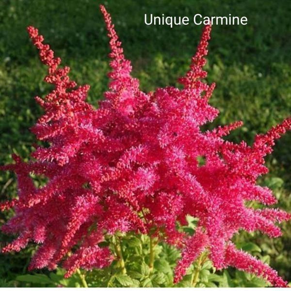 Астільба Unique Carmine 00272 фото