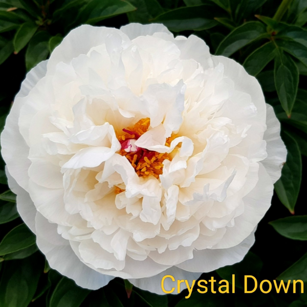 Півонія біла Crystal Down/ Крістал Давн 00097 фото