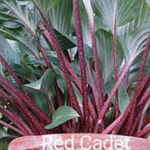Хоста Red Cadet/Хоста Ред Кадет 000149 фото