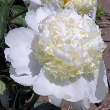 Eastern Star 00021 фото