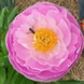 Півонія Flying Pink Sauser/ Флаїнг Пінк Сесер 000153 фото 2