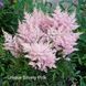 Астільба Unique Silvery Pink 00273 фото 2