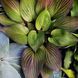 Хоста First Blush 00259 фото 1