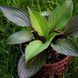 Хоста First Blush 00259 фото 2