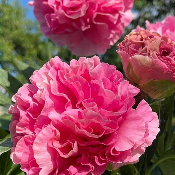 Півонія Carnation Bouqet/ Карнатіон Букет/Букет Гвоздикі 000110 фото
