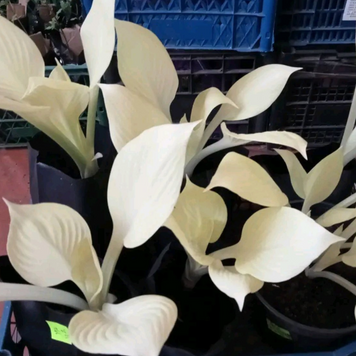 Хоста біла White Feather XXL/ Вайт Фівер XXL 000114 фото