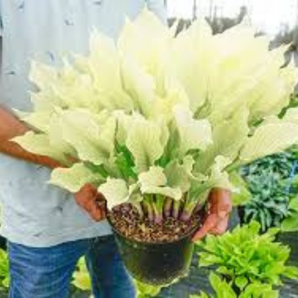 Хоста біла White Feather XXL/ Вайт Фівер XXL 000114 фото