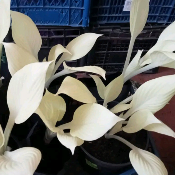 Хоста біла White Feather XXL/ Вайт Фівер XXL 000114 фото