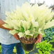 Хоста біла White Feather XXL/ Вайт Фівер XXL 000114 фото 4