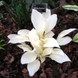 Хоста біла White Feather XXL/ Вайт Фівер XXL 000114 фото 3