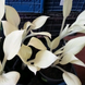 Хоста біла White Feather XXL/ Вайт Фівер XXL 000114 фото 2