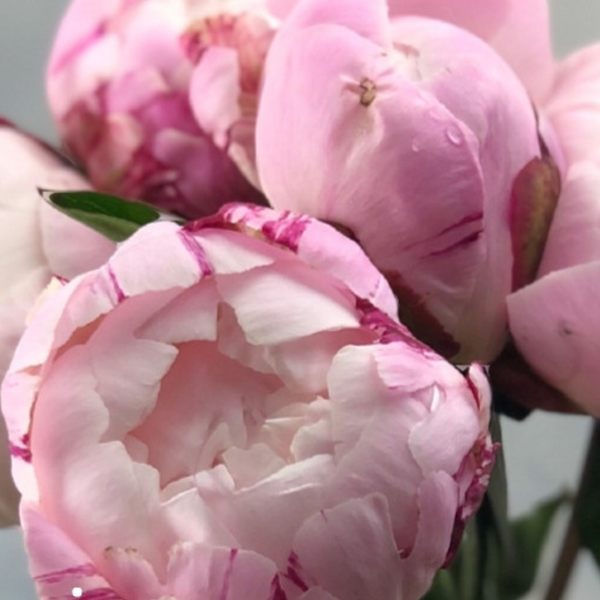 Півонія біла Gardenia / Гарденія 00065 фото