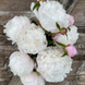 Півонія біла Gardenia / Гарденія 00065 фото 1