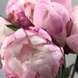 Півонія біла Gardenia / Гарденія 00065 фото 3