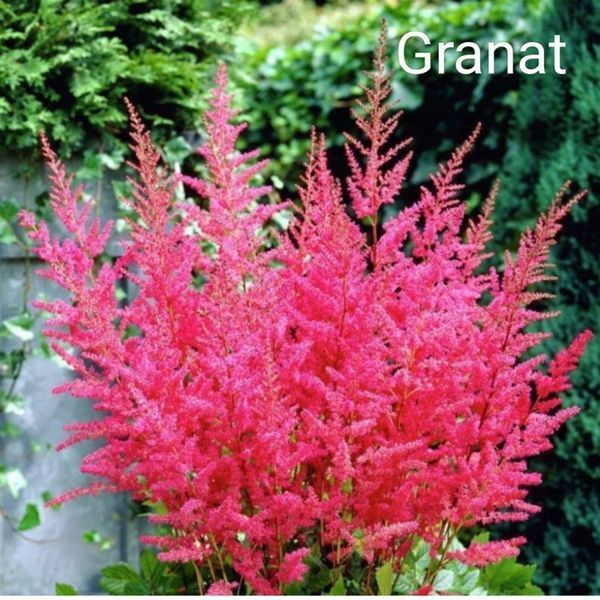 Астільба Granat 00269 фото