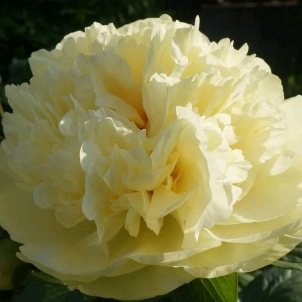 Півонія Lemon Chiffon/ Лемон Шифон 000167 фото