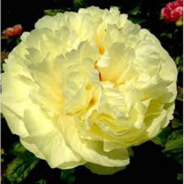 Півонія Lemon Chiffon/ Лемон Шифон 000167 фото