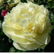Півонія Lemon Chiffon/ Лемон Шифон 000167 фото 3