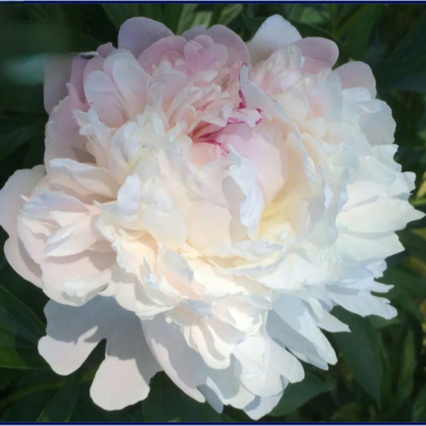 Півонія Missie's Blush/ Місіс Блаш 000175 фото