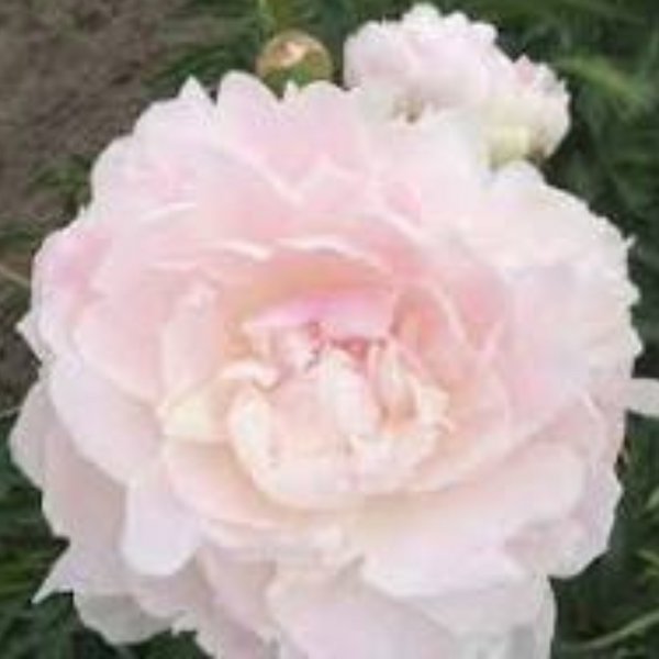 Півонія Missie's Blush/ Місіс Блаш 000175 фото