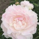Півонія Missie's Blush/ Місіс Блаш 000175 фото 3