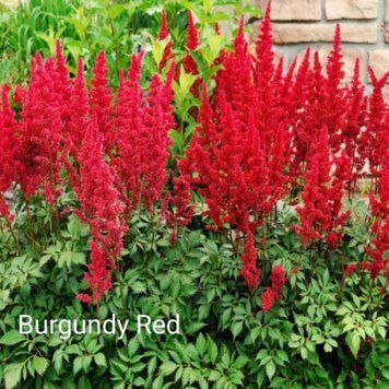 Астільба Burgundy Red 00277 фото
