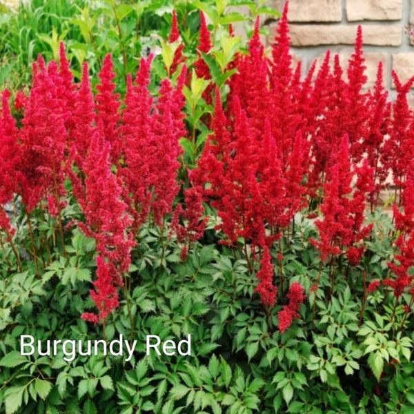 Астільба Burgundy Red 00277 фото