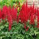 Астільба Burgundy Red 00277 фото 2